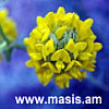 www.masis.am
