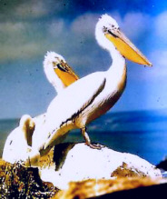[pelicans]"