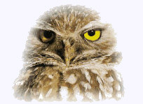[owl]"