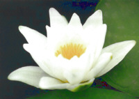 [waterlily]"