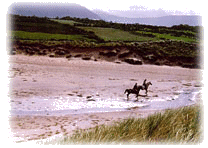 [Horse